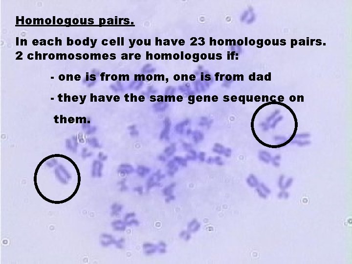 Homologous pairs. In each body cell you have 23 homologous pairs. 2 chromosomes are