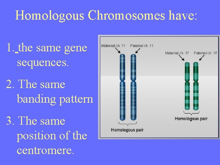 Homologous Chromosomes have: 1. the same gene sequences. 2. The same banding pattern 3.