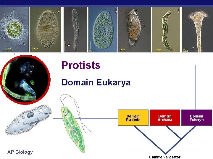 Protists Domain Eukarya Domain Bacteria Domain Archaea AP Biology Common ancestor Domain Eukarya 