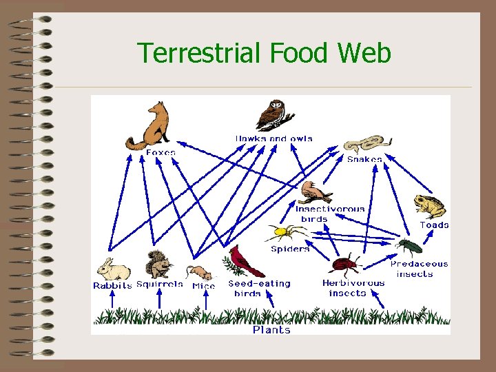 Terrestrial Food Web 