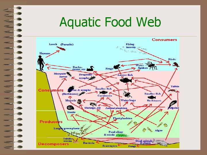 Aquatic Food Web 