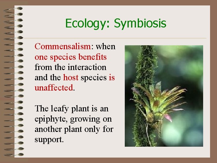 Ecology: Symbiosis Commensalism: when one species benefits from the interaction and the host species