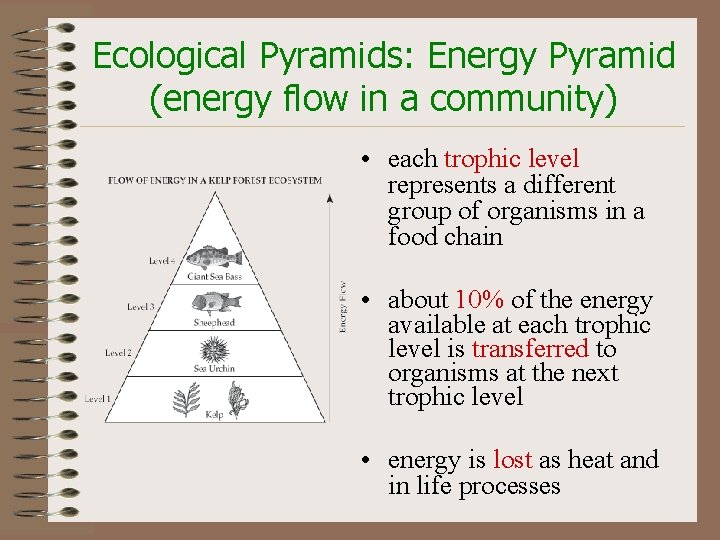 Ecological Pyramids: Energy Pyramid (energy flow in a community) • each trophic level represents