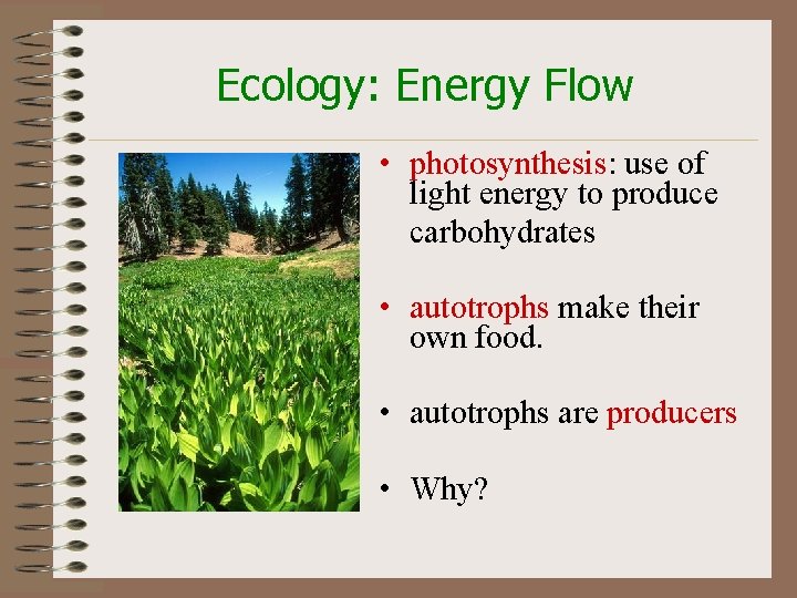 Ecology: Energy Flow • photosynthesis: use of light energy to produce carbohydrates • autotrophs