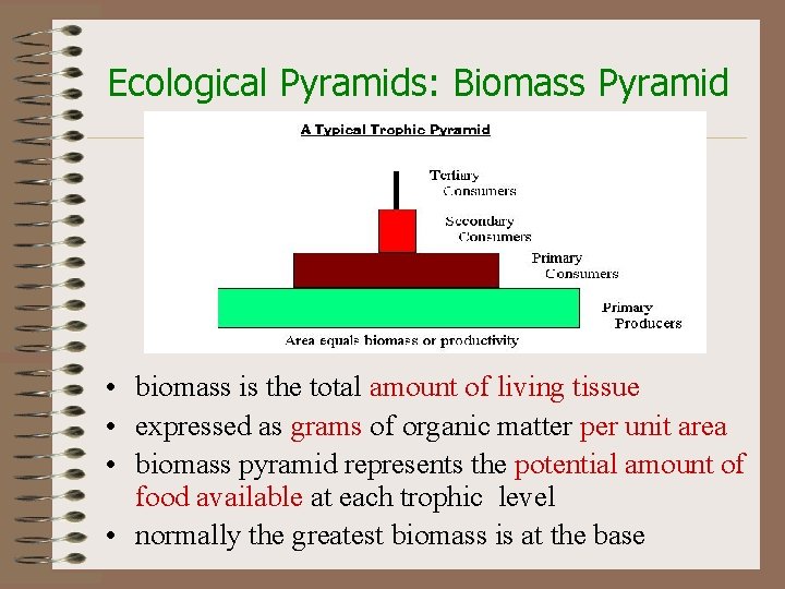 Ecological Pyramids: Biomass Pyramid • biomass is the total amount of living tissue •
