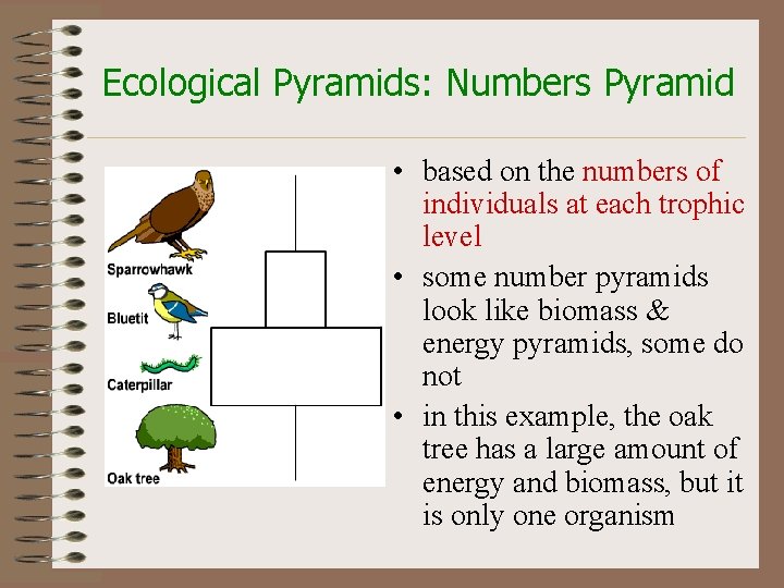 Ecological Pyramids: Numbers Pyramid • based on the numbers of individuals at each trophic