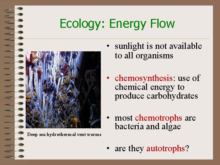 Ecology: Energy Flow • sunlight is not available to all organisms • chemosynthesis: use