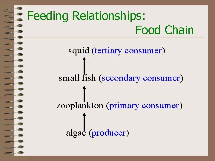 Feeding Relationships: Food Chain squid (tertiary consumer) small fish (secondary consumer) zooplankton (primary consumer)