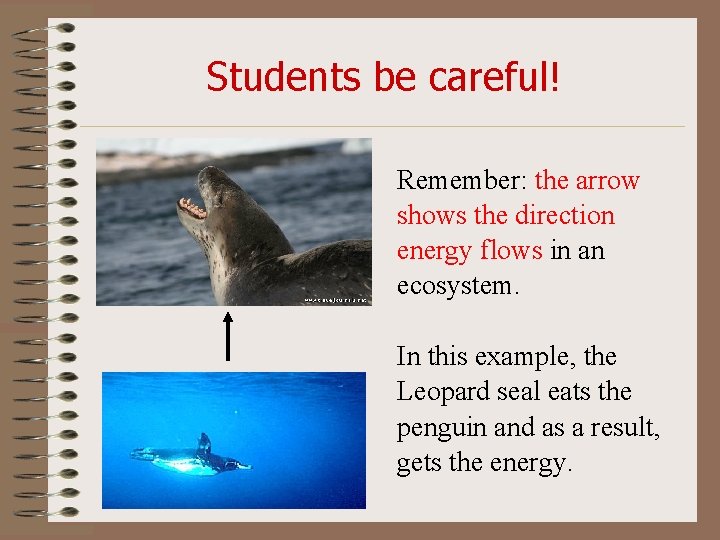 Students be careful! Remember: the arrow shows the direction energy flows in an ecosystem.