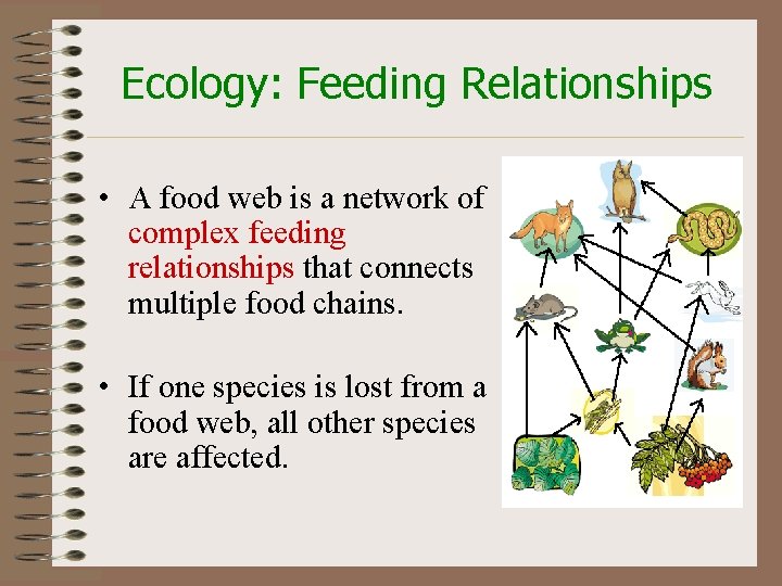 Ecology: Feeding Relationships • A food web is a network of complex feeding relationships
