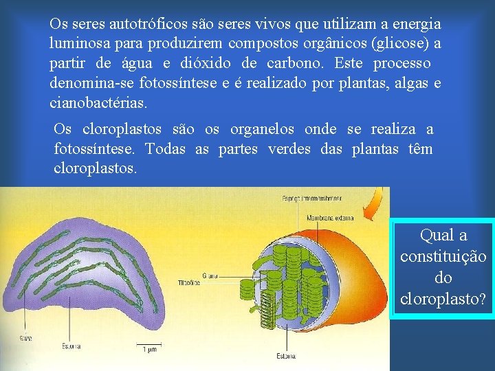 Os seres autotrficos so seres vivos que utilizam