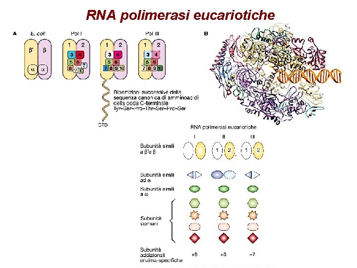 RNA polimerasi eucariotiche 