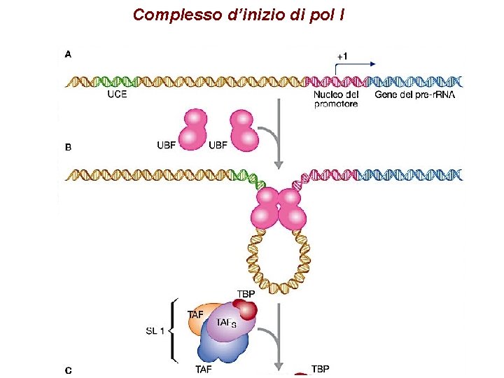 Complesso d’inizio di pol I 