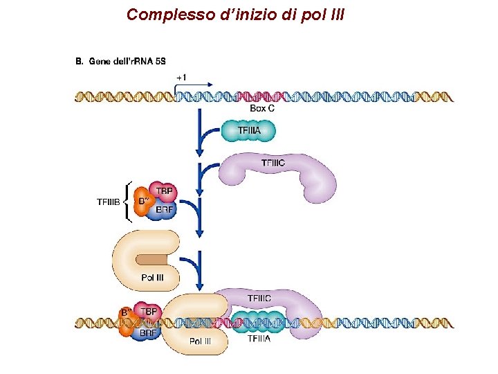 Complesso d’inizio di pol III 