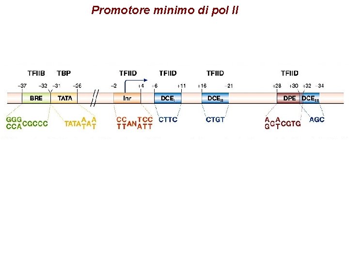 Promotore minimo di pol II 