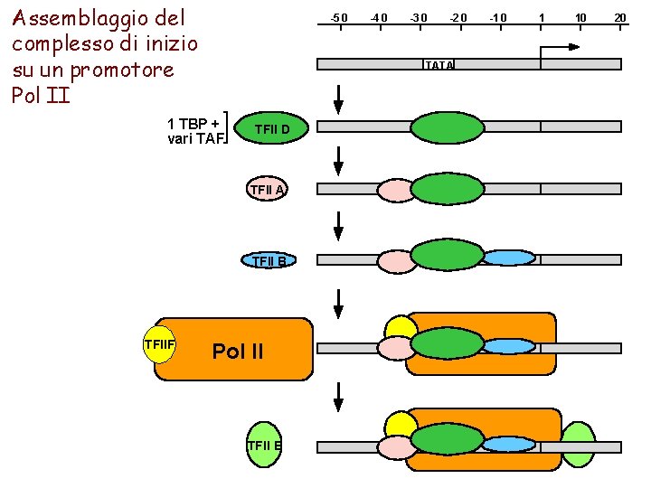 Assemblaggio del complesso di inizio su un promotore Pol II -5 0 -4 0