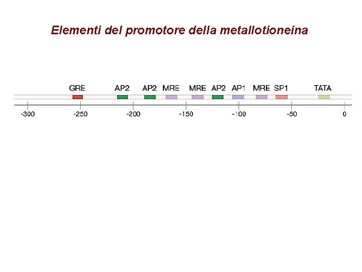 Elementi del promotore della metallotioneina 