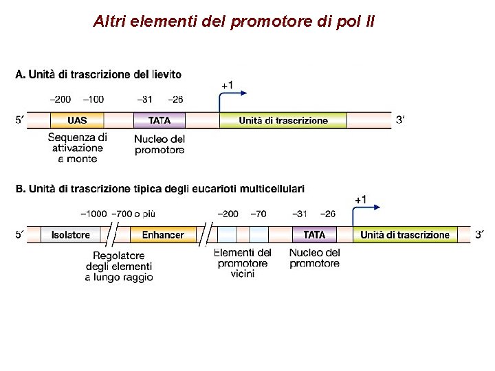 Altri elementi del promotore di pol II 