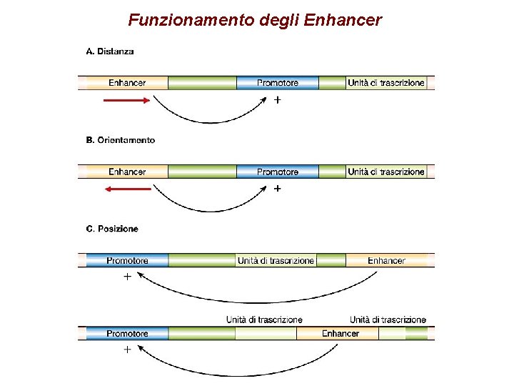 Funzionamento degli Enhancer 