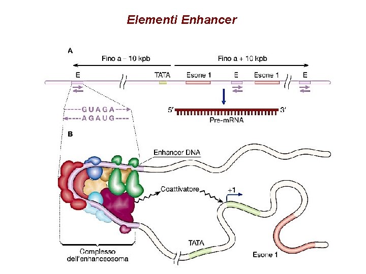 Elementi Enhancer 