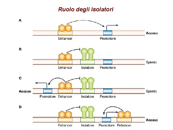 Ruolo degli Isolatori 