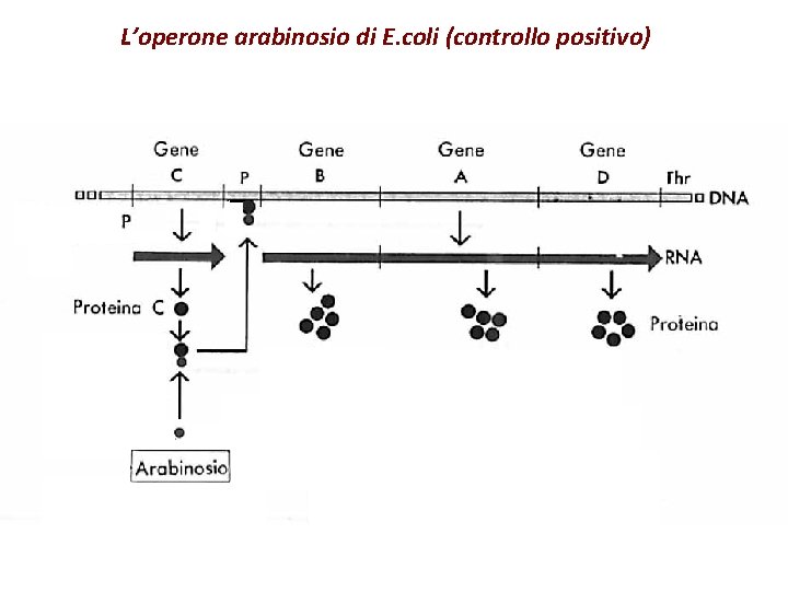 L’operone arabinosio di E. coli (controllo positivo) 