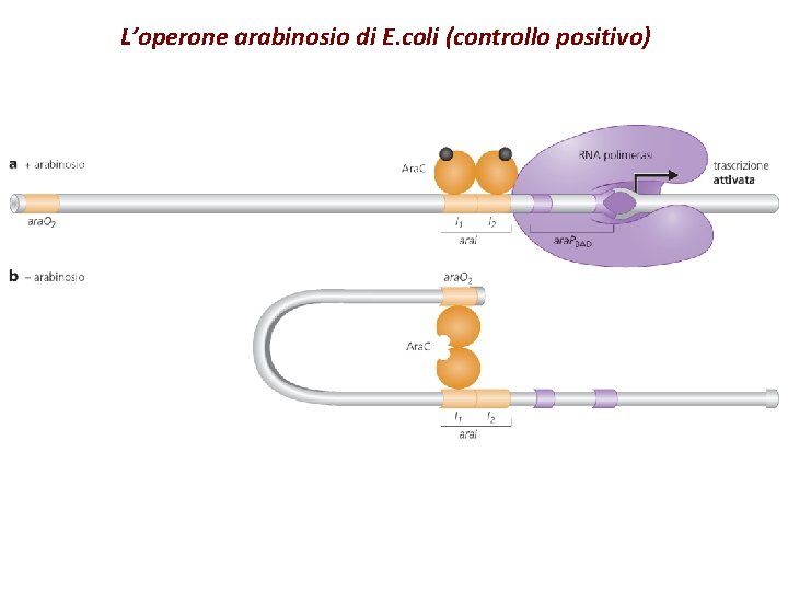 L’operone arabinosio di E. coli (controllo positivo) 