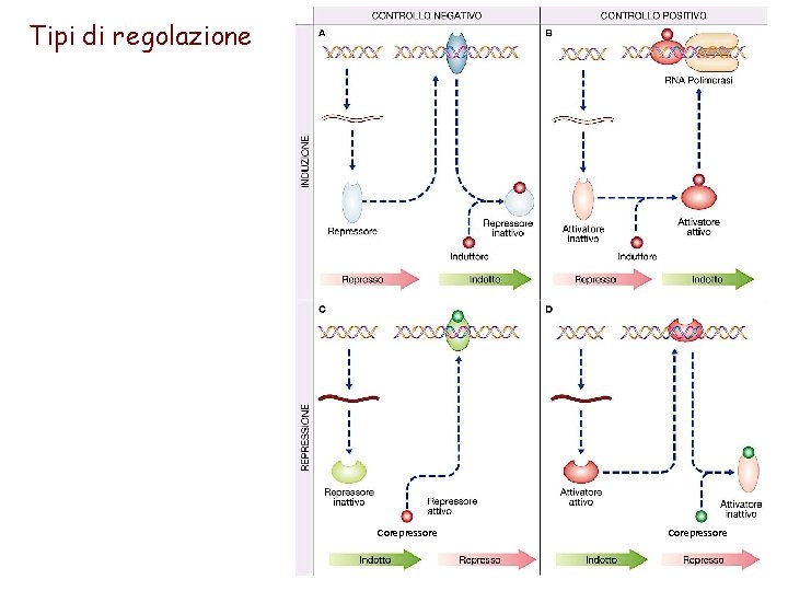 Tipi di regolazione Corepressore 