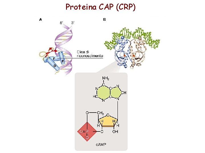 Proteina CAP (CRP) 