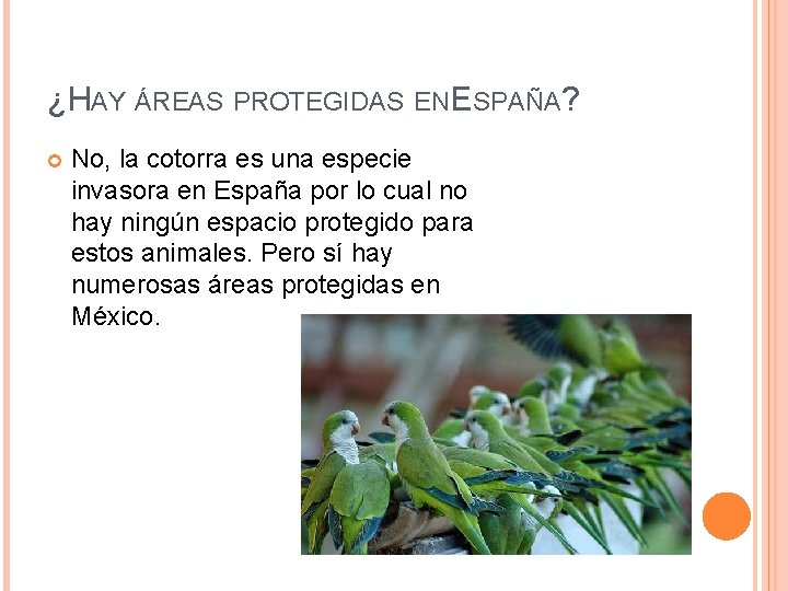 ¿HAY ÁREAS PROTEGIDAS EN ESPAÑA? No, la cotorra es una especie invasora en España