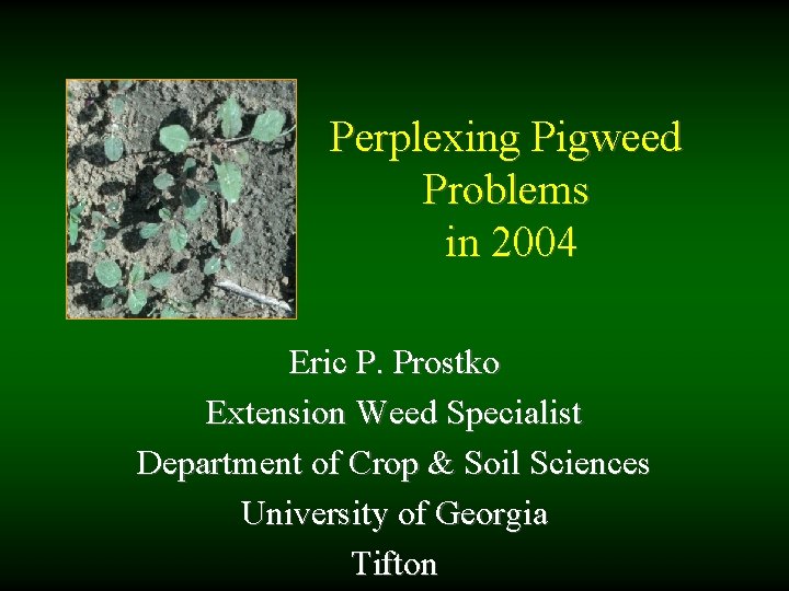 Perplexing Pigweed Problems in 2004 Eric P. Prostko Extension Weed Specialist Department of Crop