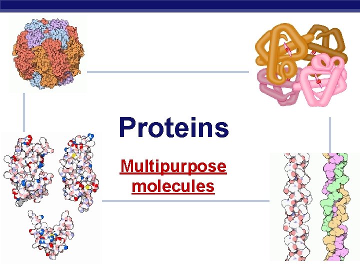 Proteins Multipurpose molecules AP Biology 2008 -2009 