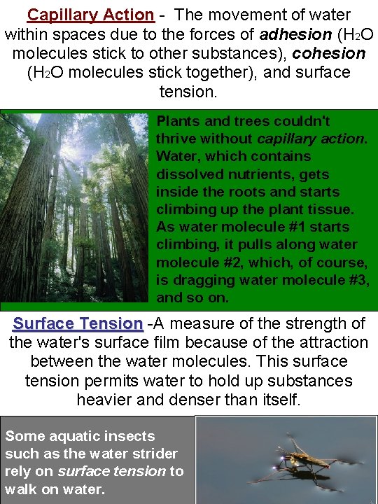 Capillary Action - The movement of water within spaces due to the forces of