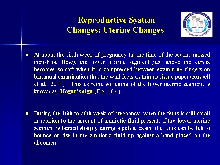 Reproductive System Changes: Uterine Changes n At about the sixth week of pregnancy (at