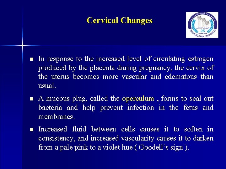 Cervical Changes n In response to the increased level of circulating estrogen produced by