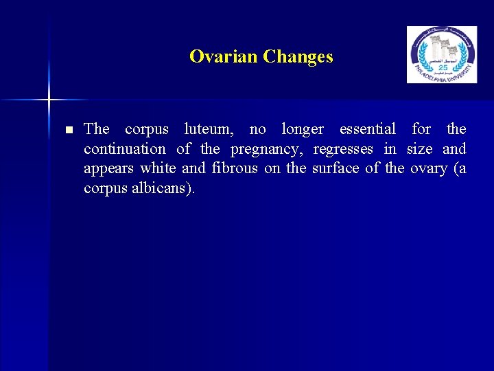 Ovarian Changes n The corpus luteum, no longer essential for the continuation of the