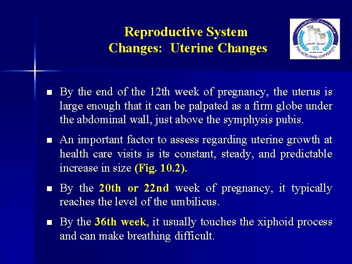 Reproductive System Changes: Uterine Changes n By the end of the 12 th week