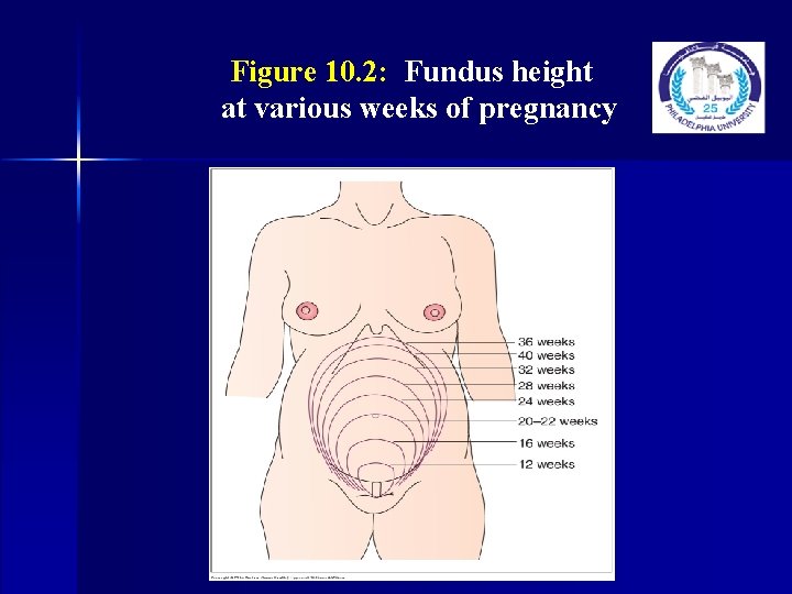 Figure 10. 2: Fundus height at various weeks of pregnancy 