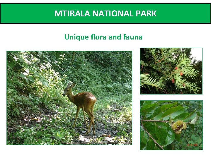 MTIRALA NATIONAL PARK Unique flora and fauna 