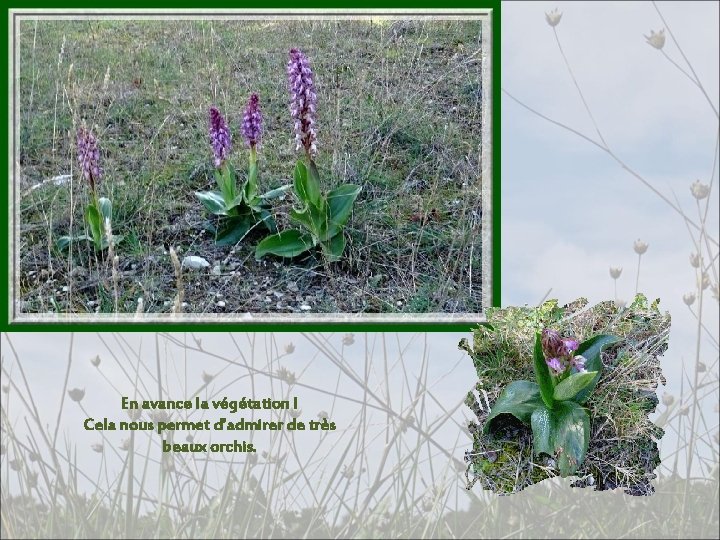 En avance la végétation ! Cela nous permet d’admirer de très beaux orchis. En avance la végétation ! Cela nous permet d’admirer de très beaux orchis.
