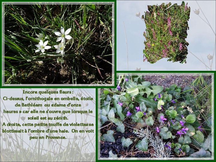 Encore quelques fleurs : Ci-dessus, l’ornithogale en ombelle, étoile de Bethléem ou «dame d’onze