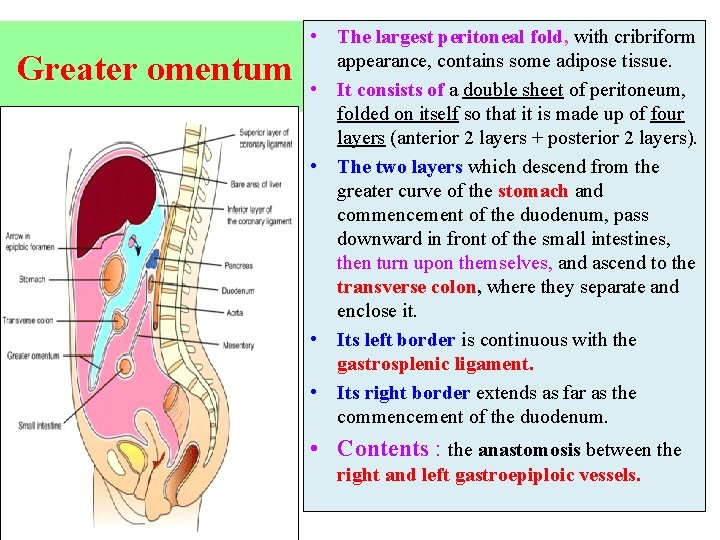 Greater omentum • The largest peritoneal fold, with cribriform appearance, contains some adipose tissue.