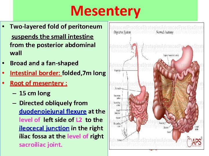 Mesentery • Two-layered fold of peritoneum suspends the small intestine from the posterior abdominal