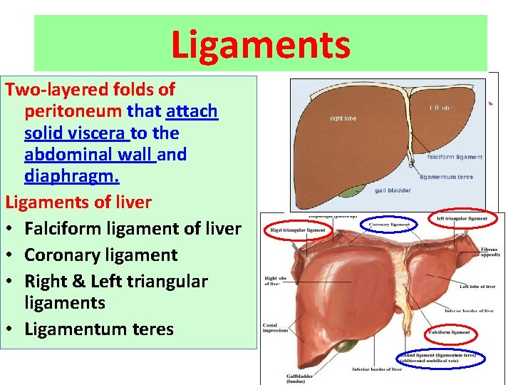 Ligaments Two-layered folds of peritoneum that attach solid viscera to the abdominal wall and