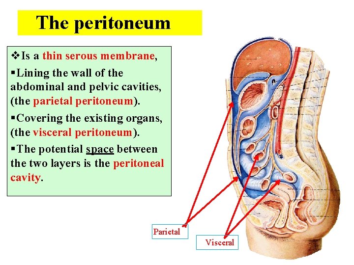 The peritoneum v. Is a thin serous membrane, §Lining the wall of the abdominal