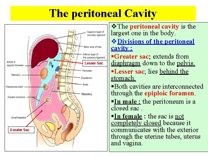 The peritoneal Cavity Lesser Sac Greater Sac v. The peritoneal cavity is the largest