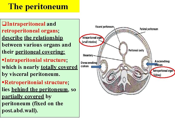 The peritoneum q. Intraperitoneal and retroperitoneal organs; describe the relationship between various organs and