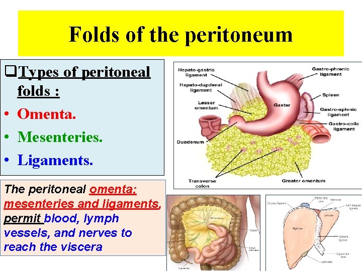 Folds of the peritoneum q. Types of peritoneal folds : • Omenta. • Mesenteries.