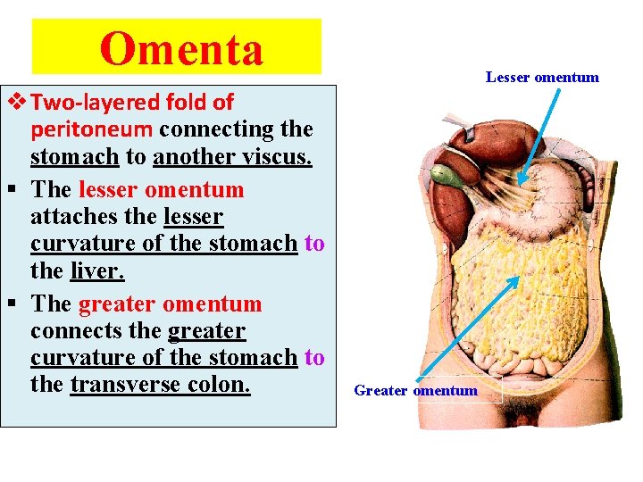 Omenta v Two-layered fold of peritoneum connecting the stomach to another viscus. § The
