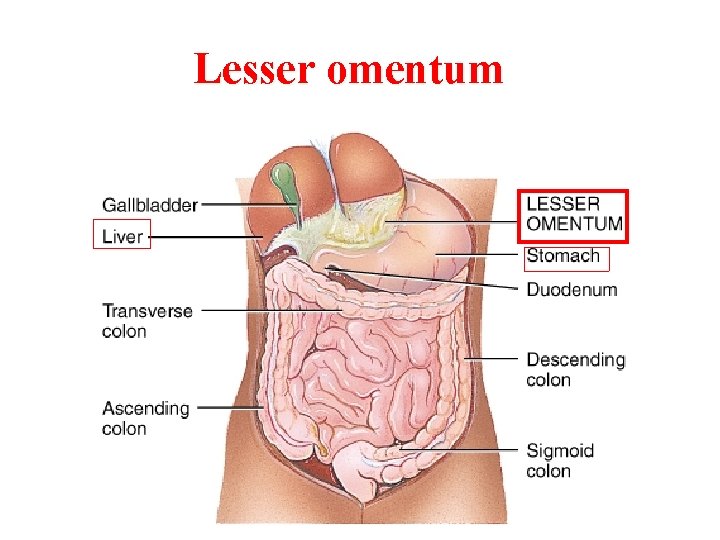 Lesser omentum 